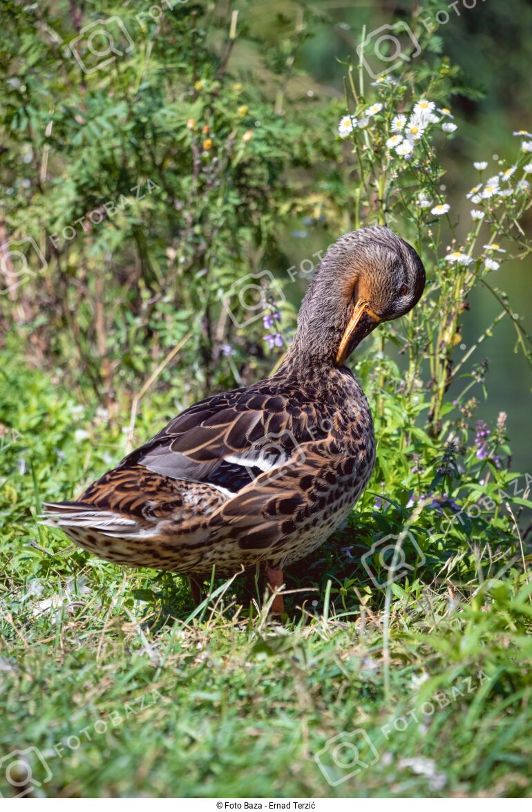 Divlja Patka Preuzmite Fotografiju Foto Baza