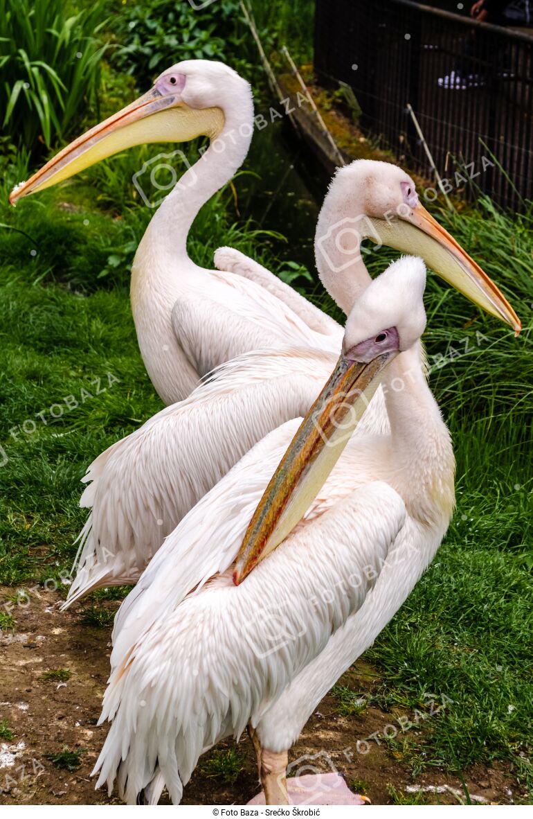 Pelikani - preuzmite fotografiju | Foto Baza