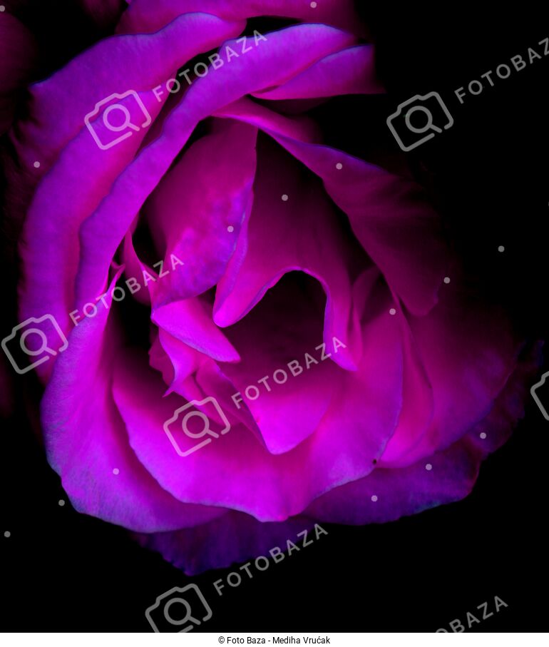 Roza Rozi Rozi cvijet - preuzmite fotografiju | Foto Baza