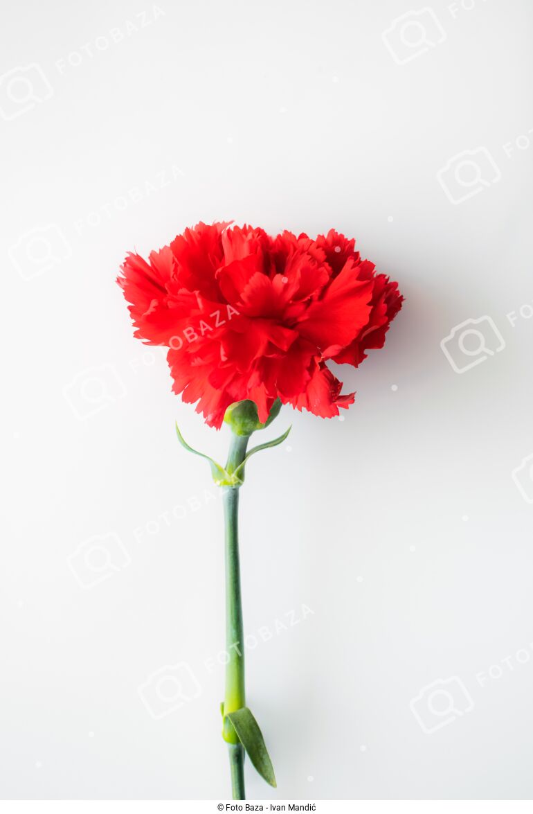 Cvijet Karanfil preuzmite fotografiju Foto Baza