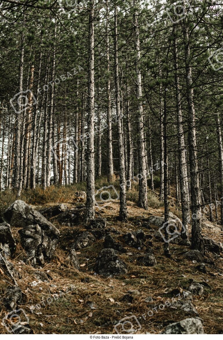 Borova šuma - preuzmite fotografiju | Foto Baza