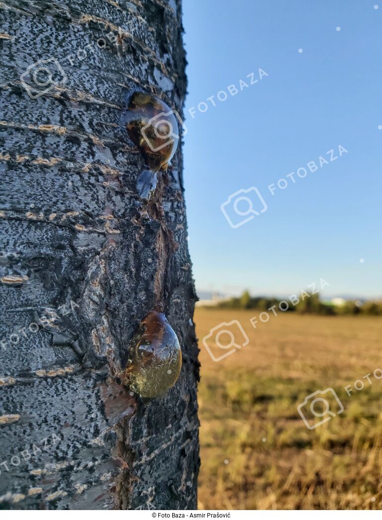 Smola na drvetu - preuzmite fotografiju | Foto Baza
