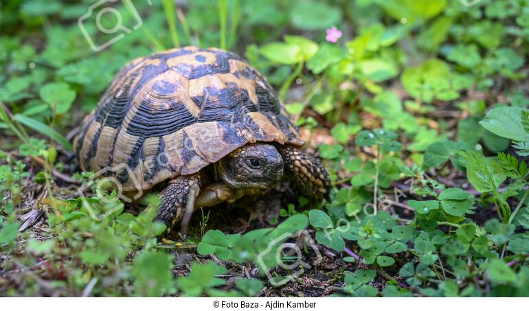 Kornjača u prirodi. - preuzmite fotografiju | Foto Baza