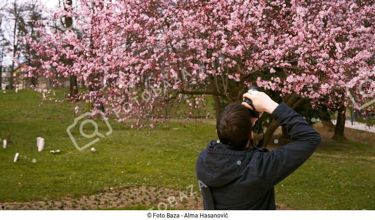 Japanska trešnja - preuzmite fotografiju | Foto Baza