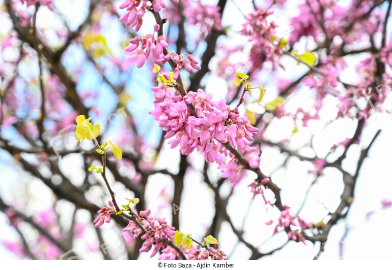 Behar - download the photo | Foto Baza