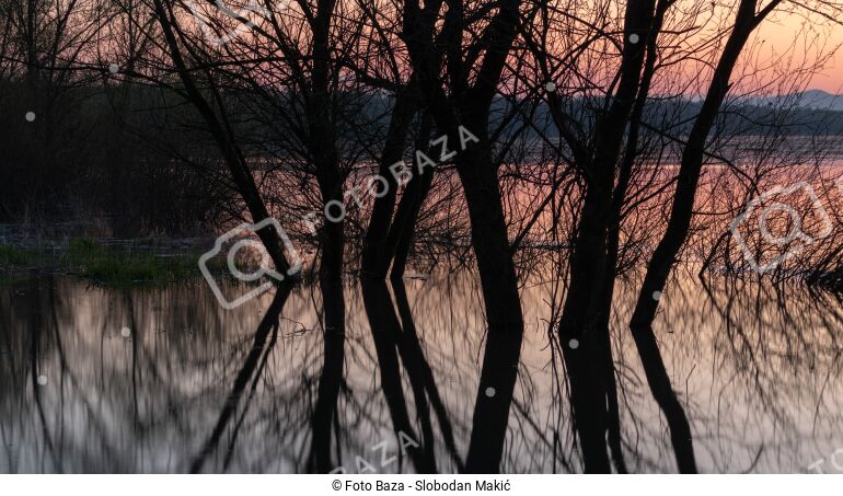 Siluete drveća u vodi - preuzmite fotografiju | Foto Baza