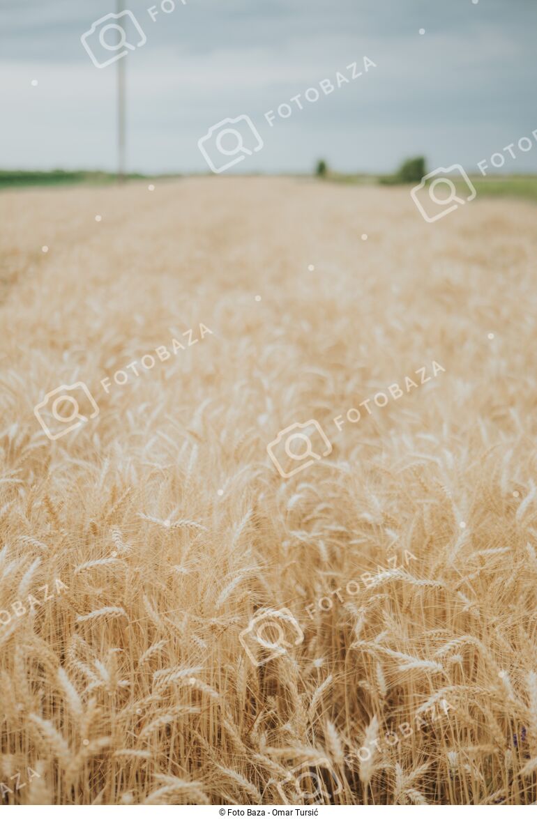 Polje pšenice preuzmite fotografiju Foto Baza