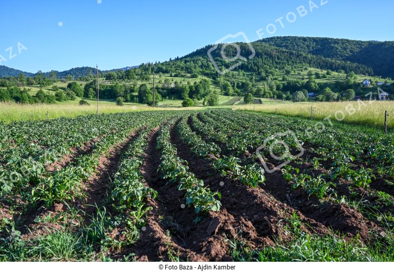 Krompir Raste Uzgoj krompira na selu - preuzmite fotografiju | Foto Baza