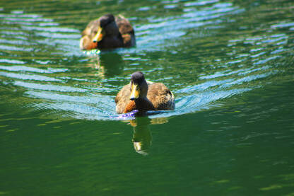 Divlje patke plivaju u vodi na Prokoškom jezeru