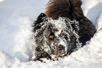 Slatki crni pas u snijegu. Pas se igra u snijegu.