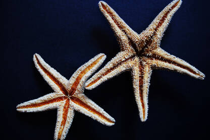 Dvije morske zvijezde na jednobojnoj pozadini.