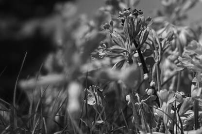 Biljka Jaglac, Primula vulgaris, jagorčevina, jagorčika, jaglika. Crno bijela fotografija