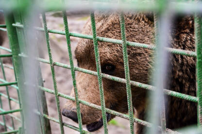 Medvjed zarobljen iza rešetaka. Medo u zoološkom vrtu. Okrutnost prema životinjama.
