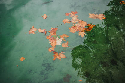 Lišće na površini vode