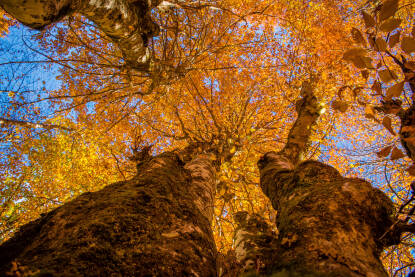 Jesenje šumsko drvo sa lišćem i nebom