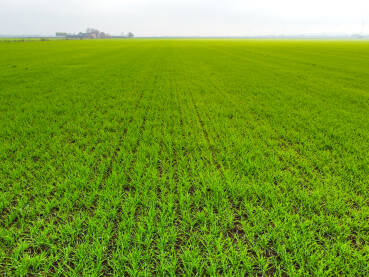 Ozima pšenica. Snimak dronom na zeleno polje po hladnom i maglovitom zimskom danu. Mladi usjevi žitarica rastu na poljoprivrednom polju. Poljoprivreda.