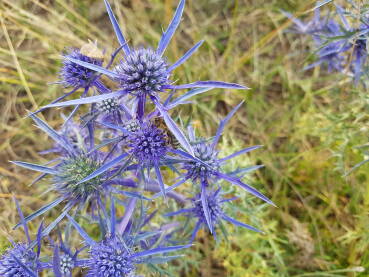 Biljka plavi kotrljan (latinski naziv Eryngium Amethystinum)
Plavi kotrljan pripada porodici štitarka (latinski Apiaceae).
Raste u Jugoistočnoj Evropi, na suvim i kamenitim područjima, do 1.600 metara