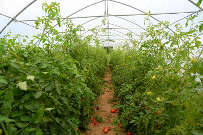 Paradajz raste u stakleniku. Nasadi mladih biljaka rajčice u plasteniku. Organsko povrće. Proizvodnja domaće i organske hrane. Poljoprivreda.