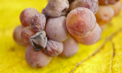 Zrelo grožđe ružica, za žutom listu, grozd, vino
