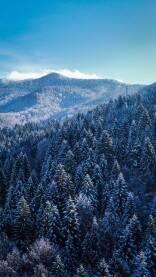 Zimzelena šuma u planinskom predjelu prekrivena snijegom. Slikano dronom