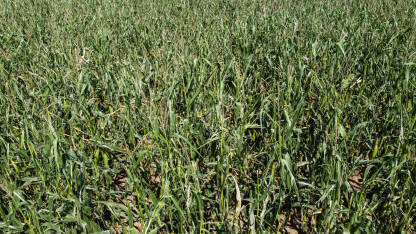 Polje kukuruza ljeti. Snimak dronom na polje kukuruza tokom sunčanog ljetnog dana. Poljoprivreda.
