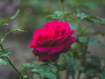 Crvena ruža i gusjenica na listu