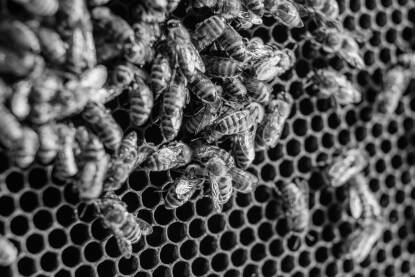 Crno bijela fotografija pčela na saću