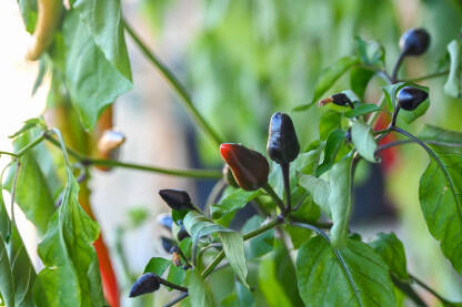 Male ljute papričice u saksiji. Urbano baštovanstvo i kućni uzgoj aromatičnog povrća.