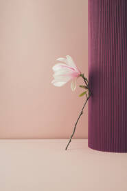 Cvijet svježe magnolije naslonjen na stup od rebrastog kartona.