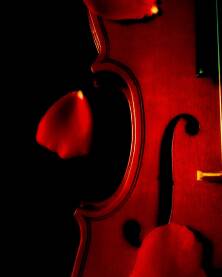 Violina sa laticama ruze na crnoj pozadini