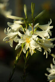 Cvijet bijelog ljiljana u bašti obasjan popodnevnim suncem. Proljeće, cvjetanje, priroda, sunce.