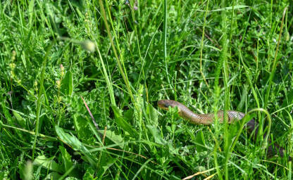 Zmija Bjelica u travi. Smuk je neotrovna zmija i najveća zmija u Evropi. Zamenis longissimus. Eskulapova zmija.