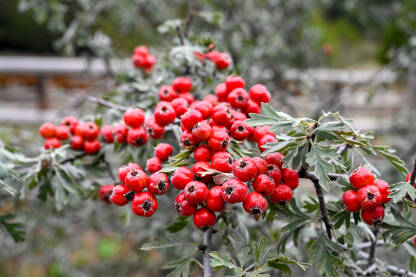 Mediteranska mušmula ili Azorski glog. Divlje voće. Crataegus azarolus.