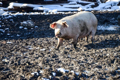Svinja na farmi na selu. Uzgoj svinja.