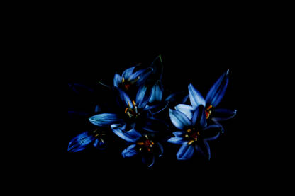 Cvijetovi u tami Biljka iz porodice ljiljanki. Ptičje mlijeko (Ornithogalum Umbellatum). Cvijetovi na crnoj podlozi.