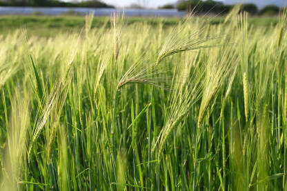 Mlada zelena pšenica raste na polju, krupni plan. Usjevi pšenice u rano proljeće. Poljoprivreda. Žitarice na zalasku sunca.