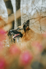 Prelijepi njemački ovčar u šumi pametan pas i dobar čuvar.