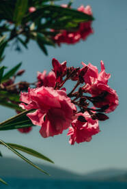 Fotografija Oleandera napravljena u Tivtu, Crna Gora.