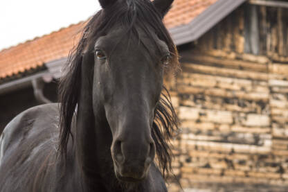 Konj snimljen na farmi u blizini Tuzle