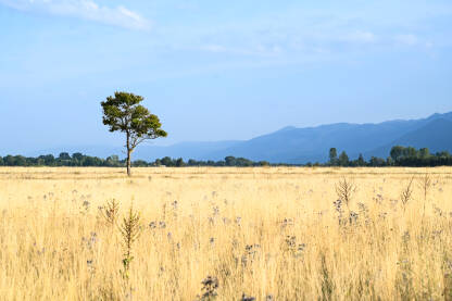 Žuta suha trava u polju sa drvećem i planinama u daljini. Sezona suše.