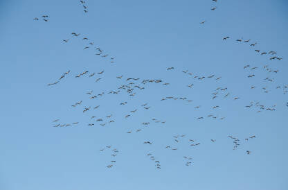 Jato ždralova tokom seobe u jesen. Grupa ptica leti na jug. Obični ždral ili euroazijski ždral (Grus grus)