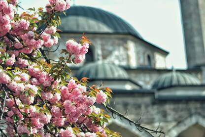 Proljetno cvijeće, džamija.