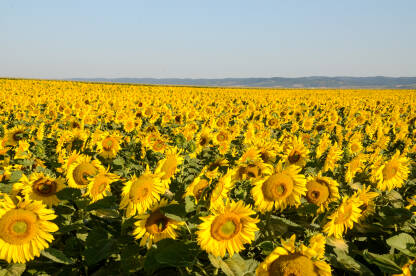 Suncokreti na polju tokom sunčanog ljetnog dana. Žuti cvjetovi suncokreta, krupni plan. Poljoprivreda