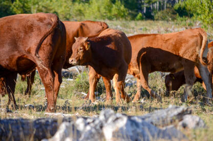 Krave na ispaši u planini. Krdo mladih smeđih goveda na pašnjaku jede svježu travu u blizini ranča. Krave, bikovi i telad.