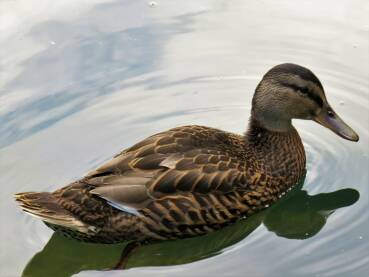 Mlada divlja patka uživa u jezercu.