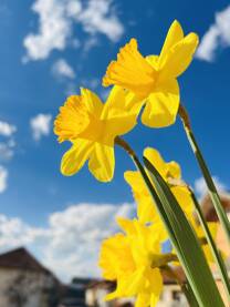 Narcis, proljetni cvijet