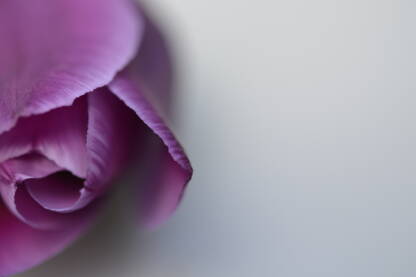 Ljubičasti tulipan na sivoj podlozi. Idealno za čestitke i slično