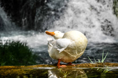 Bijele patke u rijeci. Domaća patke u prirodi.