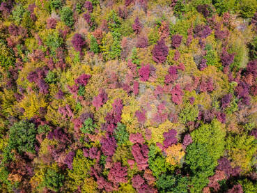 Prekrasna šarena šuma na planini u jesen. Boje jeseni, sniamk dronom.