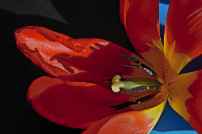 Makro pikaz tulipana, tučak